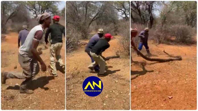 Video of 3 South African Men dragging a huge snake