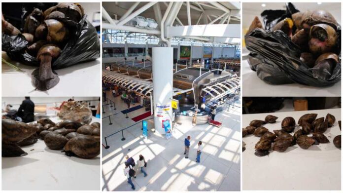 John F. Kennedy International Airport have seized 22 Giant African Snails