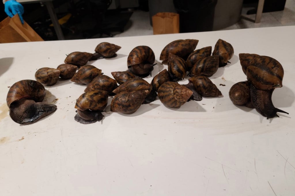 22 Giant African Snails 