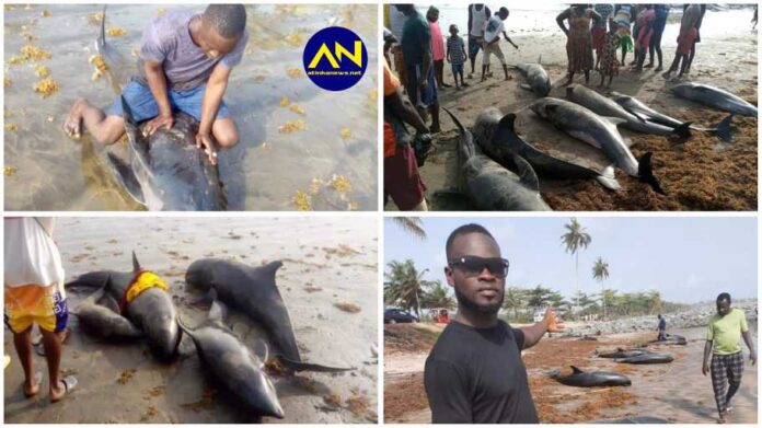0 dolphins and large numbers of different species of fish have washed ashore along the coasts of Axim-Bewire