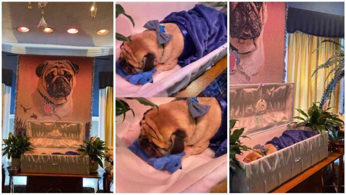 Man organizes posh burial for his dead dog