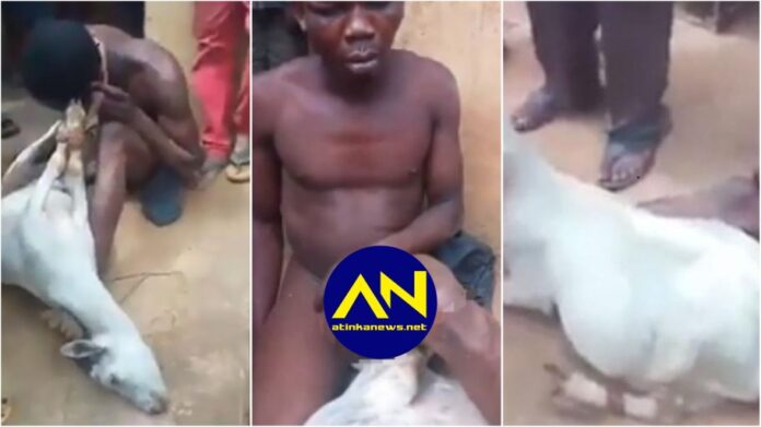 man caught red-handed raping a goat