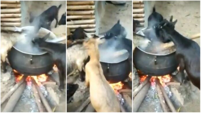 goats eating food from pot on fire