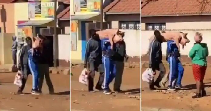 South African looting spree :Two well dressed men caught on cam stealing pig