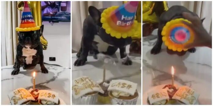family hosting birthday party for their dog