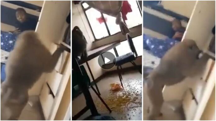Shocking moment baboon invades ladies’ hostel in Multi-Media University