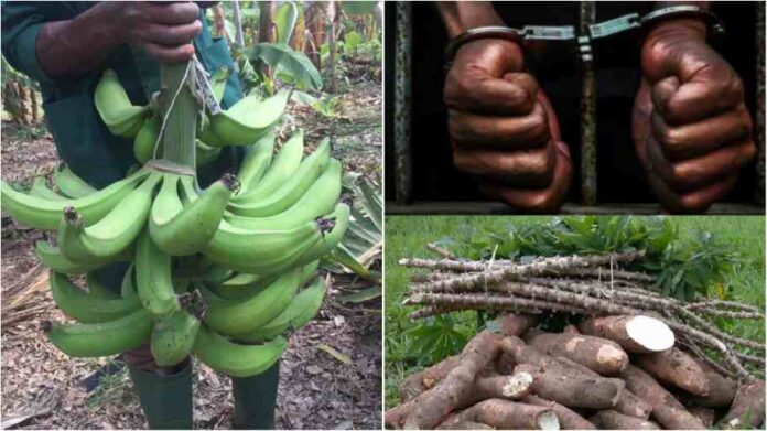 24-year-old Man jailed 14 years for stealing plantain and cassava