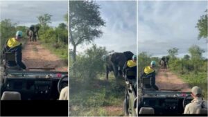 Elephant storms safari vehicle in terrifying video