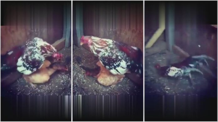 Rooster dies during intense love-making; video goes viral