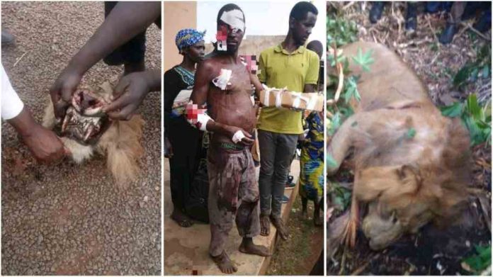 Ugandan Man kills lion with his bare hands