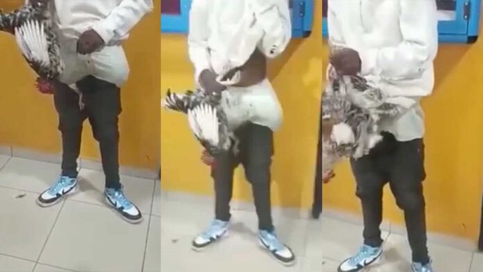 man is caught with live chickens