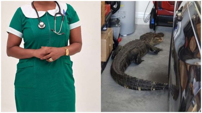 nurse turned into crocodile