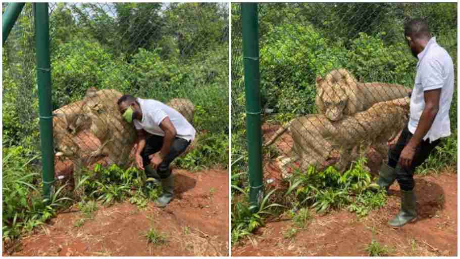 Accra Zoo lion attack 