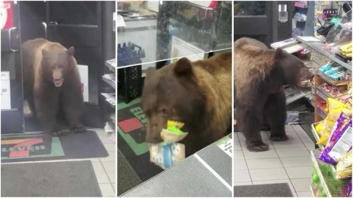 shoplifting bear