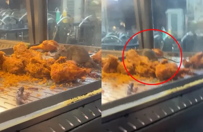 rat is spotted feasting on fried chicken