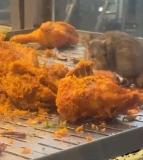 Rat is spotted feasting on fried chicken
