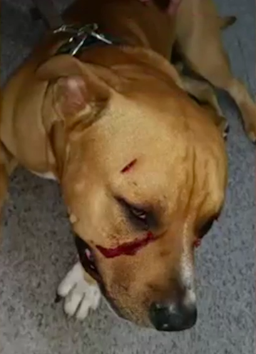 Dog Stabbed with Screwdriver